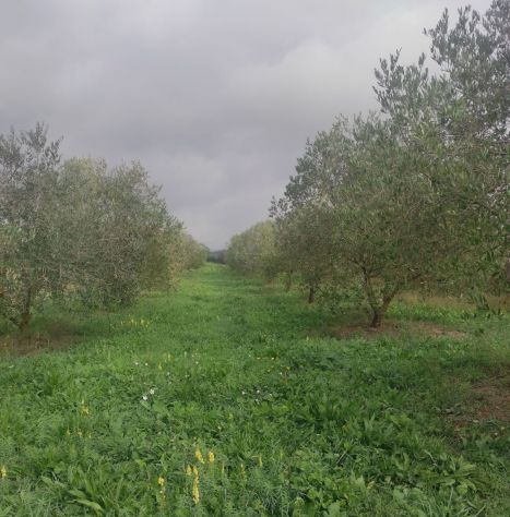terreno agricolo in vendita ad Oriolo Romano