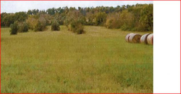 terreno agricolo in vendita ad Orte