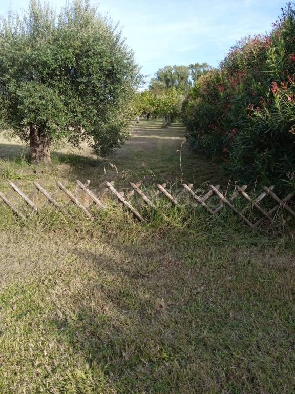 terreno agricolo in vendita ad Orte in zona Orte Scalo