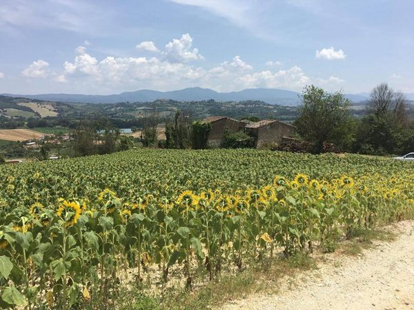 terreno agricolo in vendita ad Orte in zona Orte Scalo