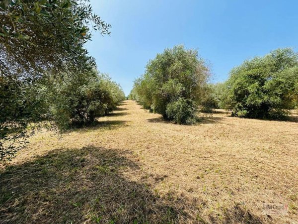terreno agricolo in vendita ad Orte in zona Orte Scalo