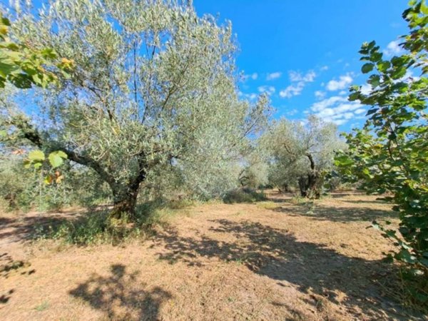 terreno agricolo in vendita a Ronciglione