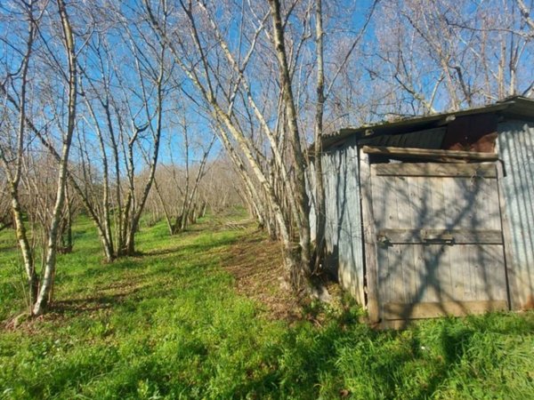 terreno agricolo in vendita a Ronciglione
