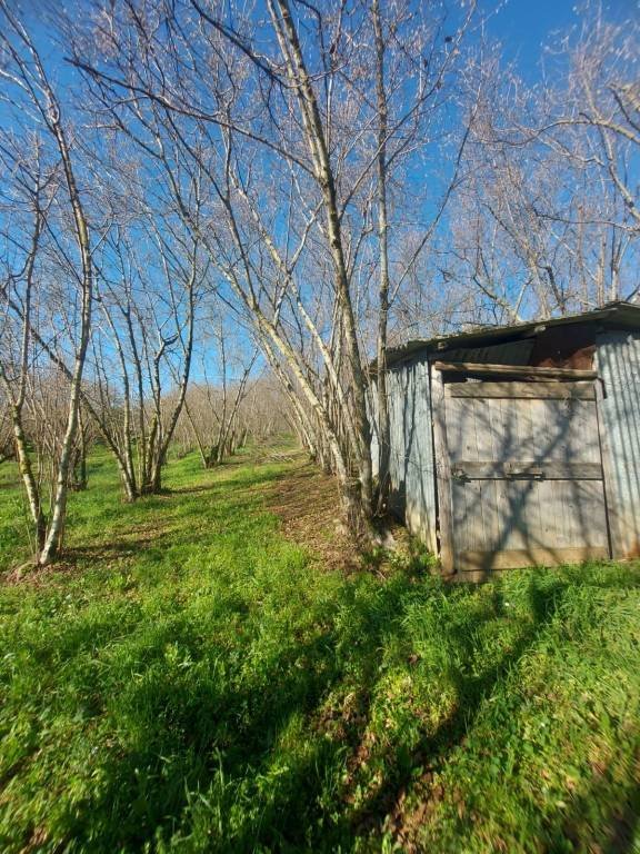 terreno agricolo in vendita a Ronciglione