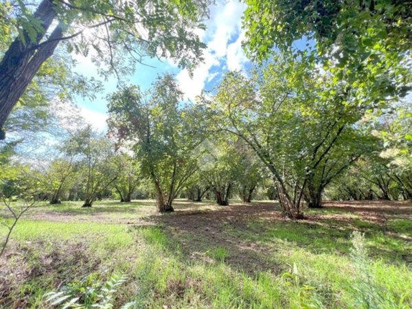 terreno agricolo in vendita a Ronciglione