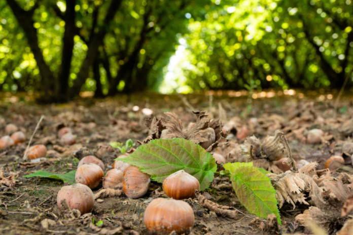 terreno agricolo in vendita a Ronciglione