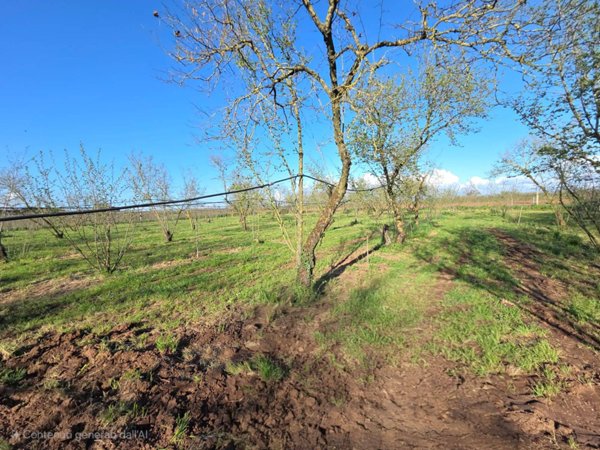 terreno agricolo in vendita a Ronciglione