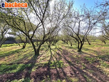 terreno agricolo in vendita a Ronciglione