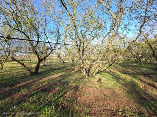 terreno agricolo in vendita a Ronciglione