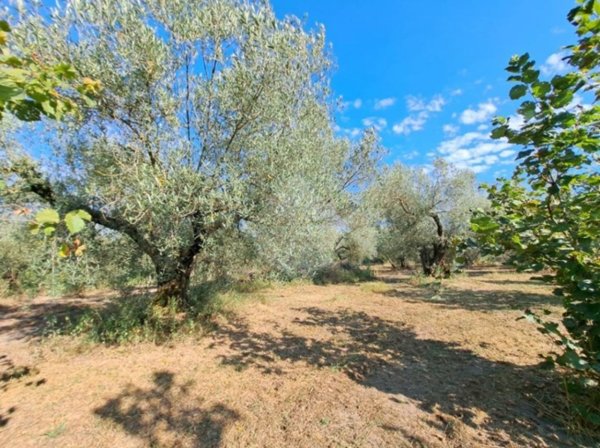 terreno agricolo in vendita a Ronciglione