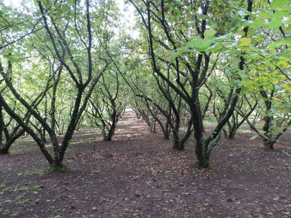 terreno agricolo in vendita a Ronciglione
