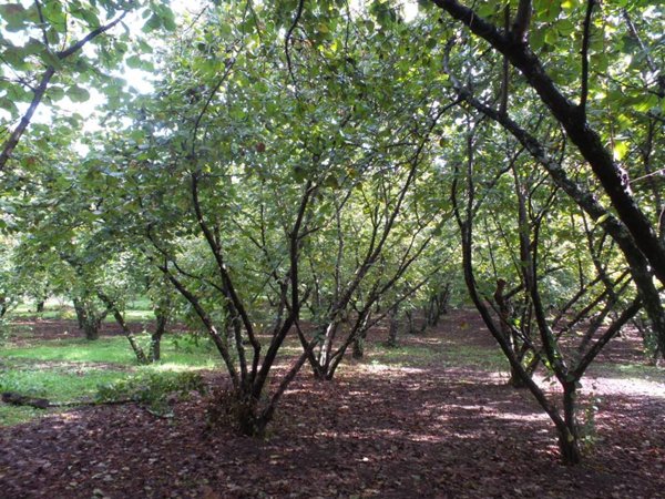 terreno agricolo in vendita a Ronciglione