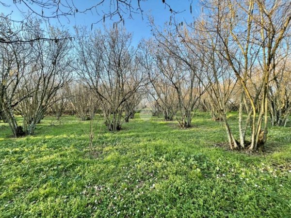 terreno agricolo in vendita a Ronciglione