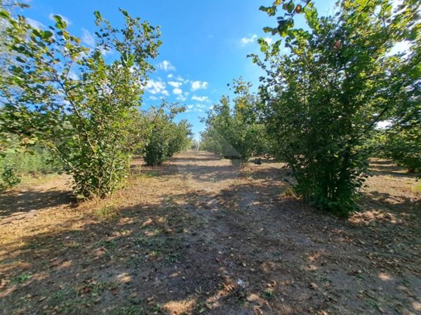 terreno agricolo in vendita a Ronciglione