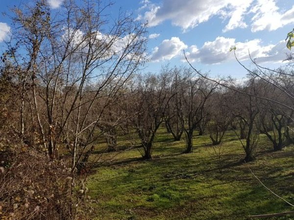 terreno agricolo in vendita a Ronciglione