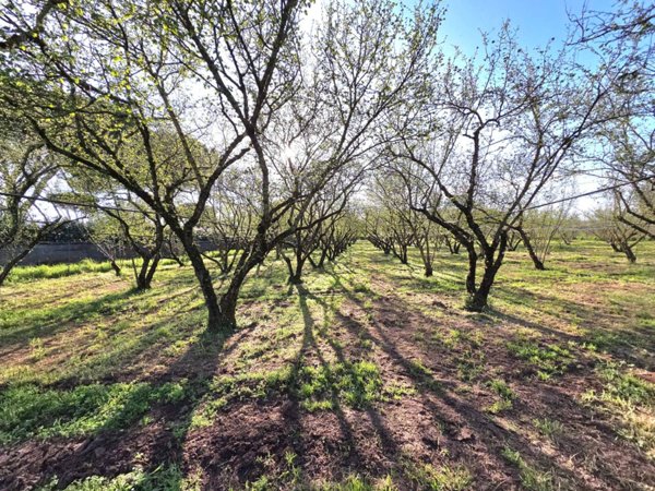 terreno agricolo in vendita a Ronciglione