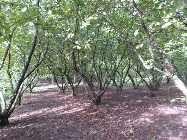 terreno agricolo in vendita a Ronciglione