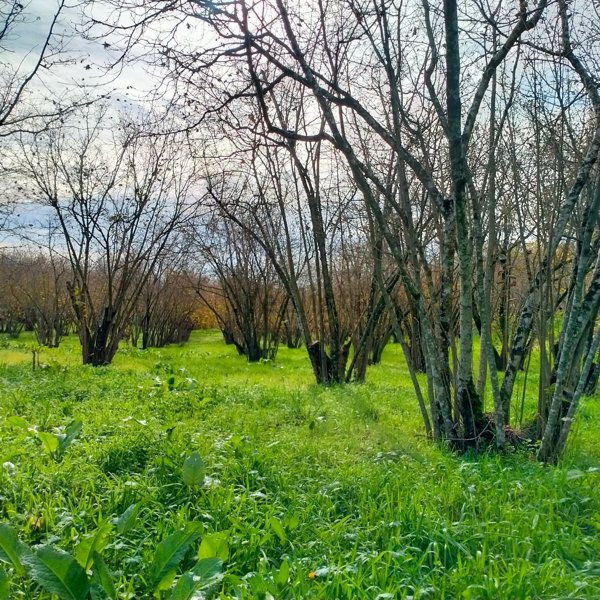 terreno agricolo in vendita a Ronciglione