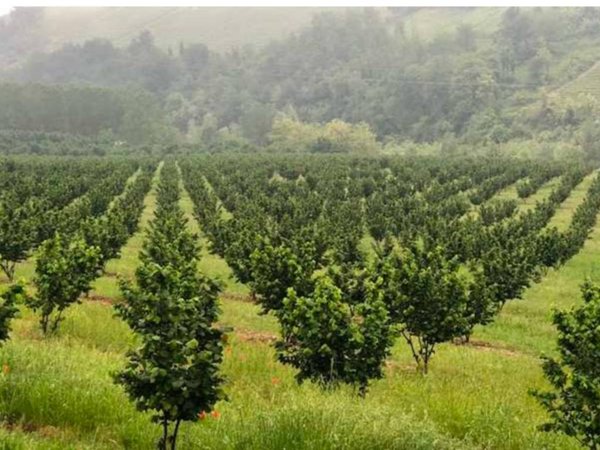 terreno agricolo in vendita a Ronciglione