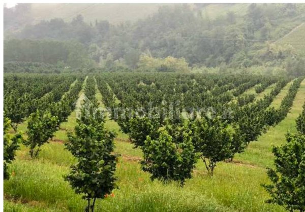 terreno agricolo in vendita a Ronciglione