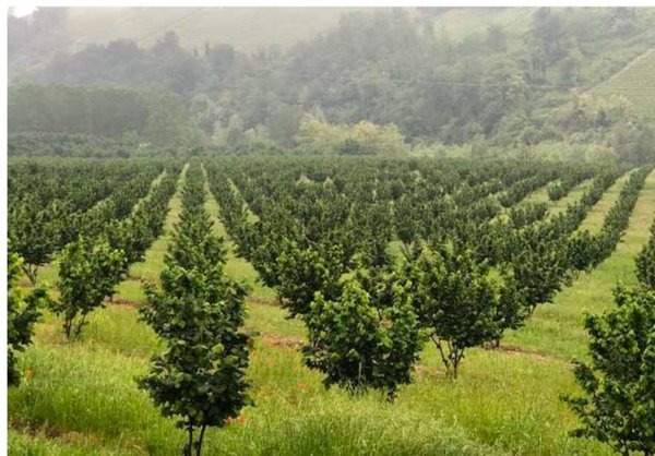 terreno agricolo in vendita a Ronciglione
