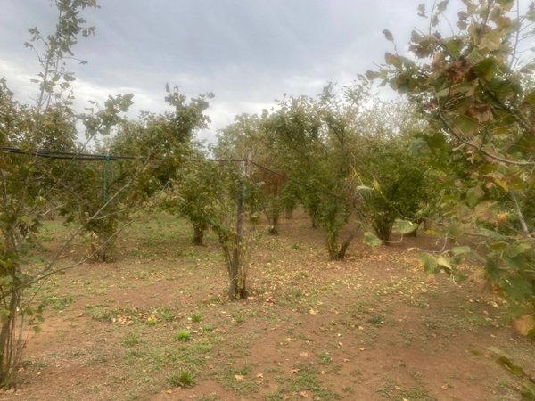 terreno agricolo in vendita a Villa San Giovanni in Tuscia
