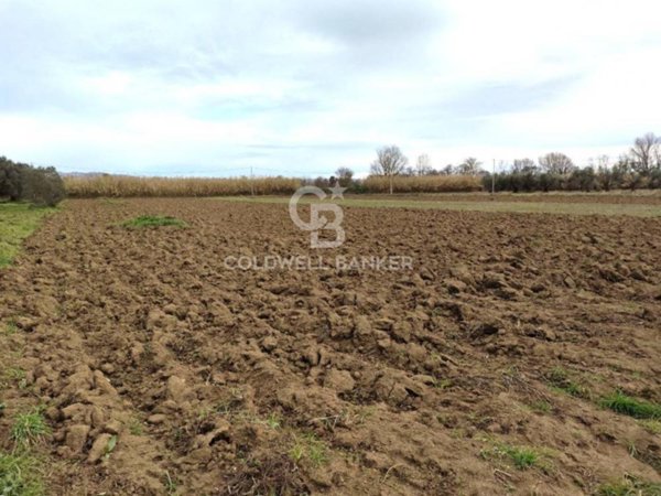 terreno agricolo in vendita a San Lorenzo Nuovo