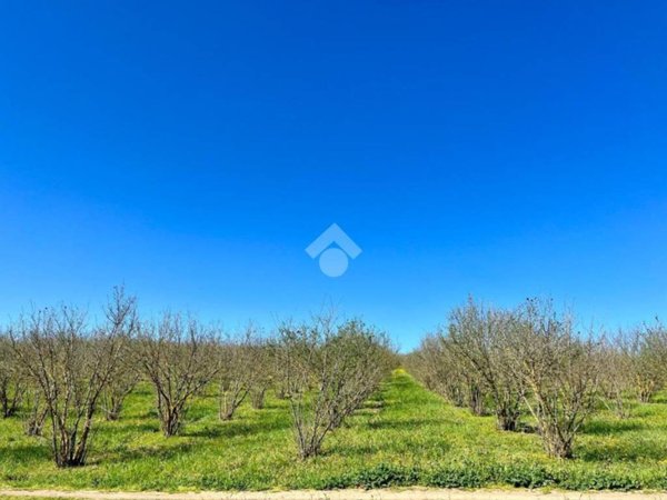 terreno agricolo in vendita a Soriano nel Cimino