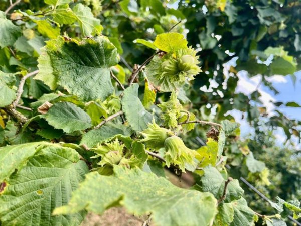 terreno agricolo in vendita a Soriano nel Cimino in zona Sant'Eutizio