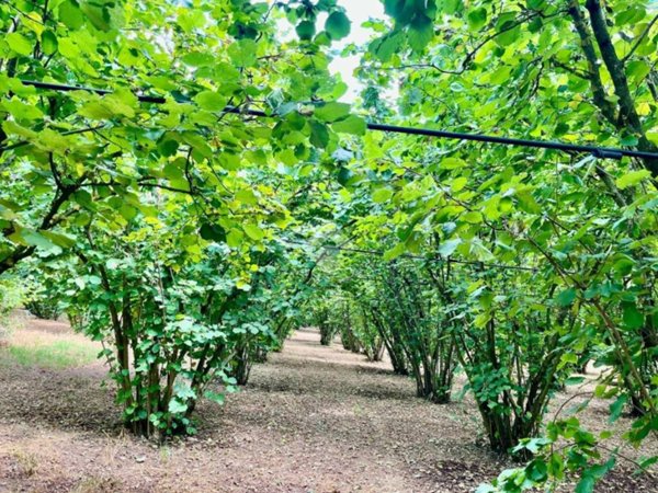 terreno agricolo in vendita a Soriano nel Cimino in zona Sant'Eutizio