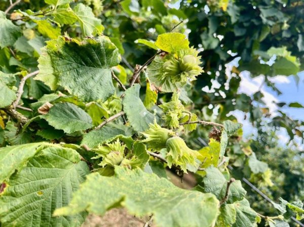 terreno agricolo in vendita a Soriano nel Cimino in zona Sant'Eutizio