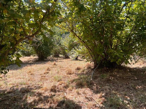terreno agricolo in vendita a Soriano nel Cimino