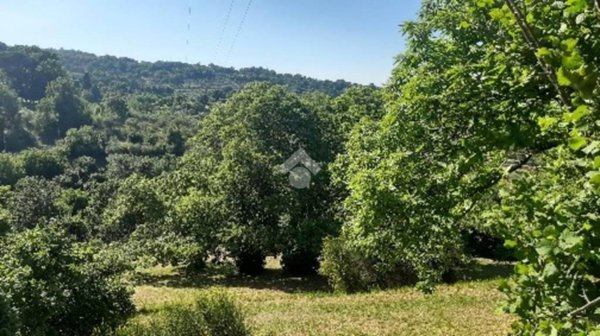 terreno agricolo in vendita a Soriano nel Cimino