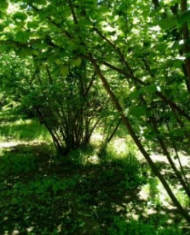 terreno agricolo in vendita a Soriano nel Cimino