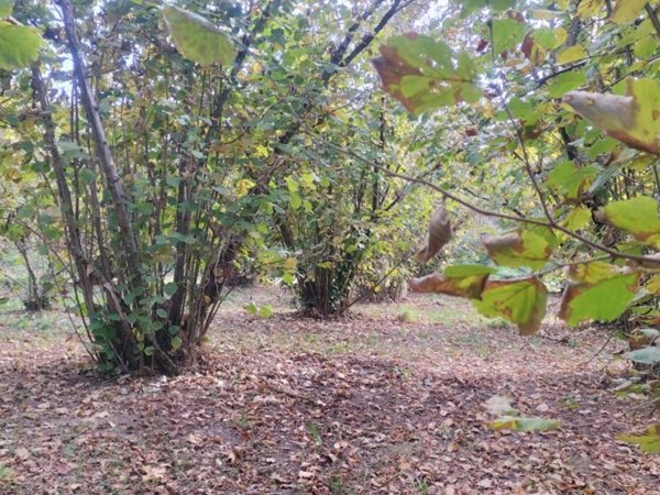 terreno agricolo in vendita a Soriano nel Cimino
