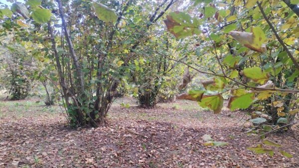 terreno agricolo in vendita a Soriano nel Cimino