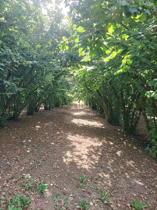 terreno agricolo in vendita a Soriano nel Cimino