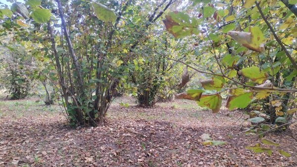 terreno agricolo in vendita a Soriano nel Cimino