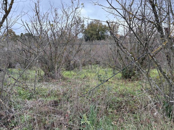 terreno agricolo in vendita a Soriano nel Cimino
