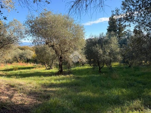 terreno agricolo in vendita a Soriano nel Cimino