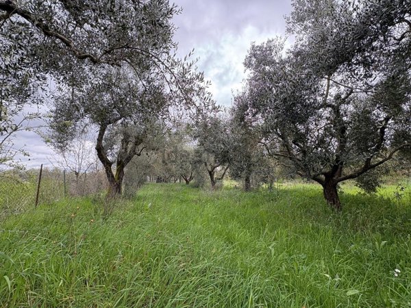 terreno agricolo in vendita a Soriano nel Cimino