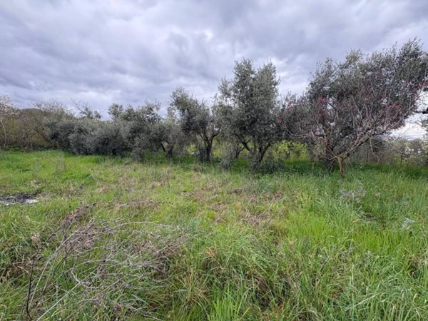 terreno agricolo in vendita a Soriano nel Cimino