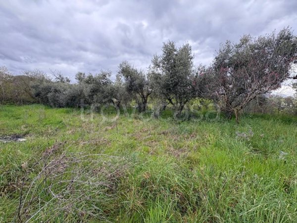 terreno agricolo in vendita a Soriano nel Cimino