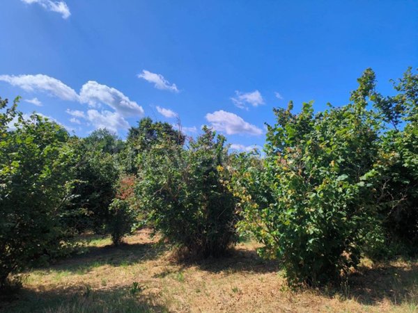 terreno agricolo in vendita a Soriano nel Cimino