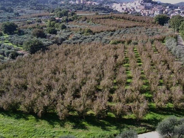 terreno agricolo in vendita a Soriano nel Cimino in zona Sant'Eutizio