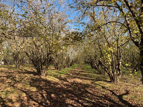 terreno agricolo in vendita a Sutri