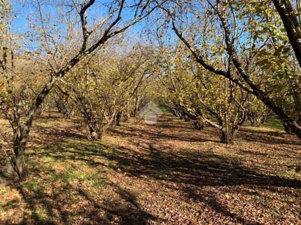 terreno agricolo in vendita a Sutri