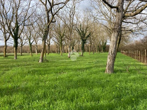 terreno agricolo in vendita a Sutri
