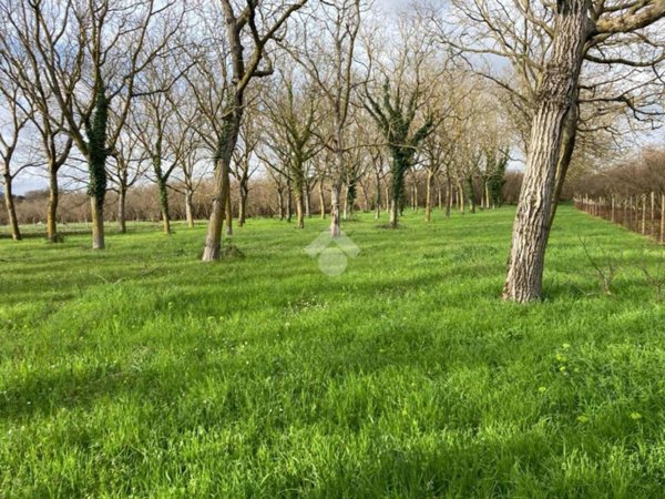 terreno agricolo in vendita a Sutri
