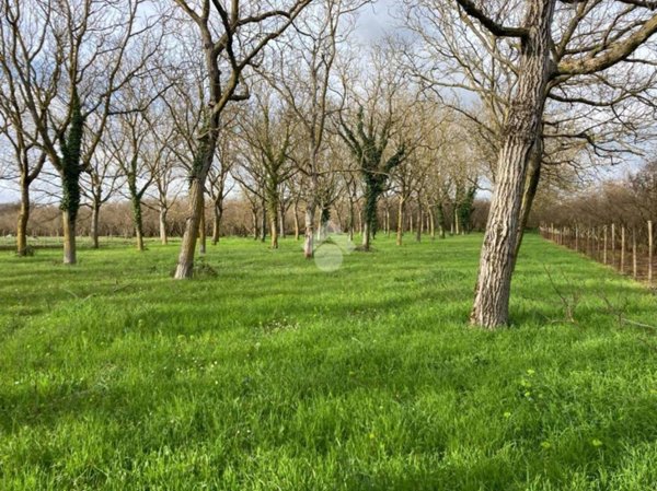 terreno agricolo in vendita a Sutri